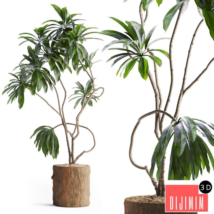 Indoor Plant in Wooden Pot - Görsel 1