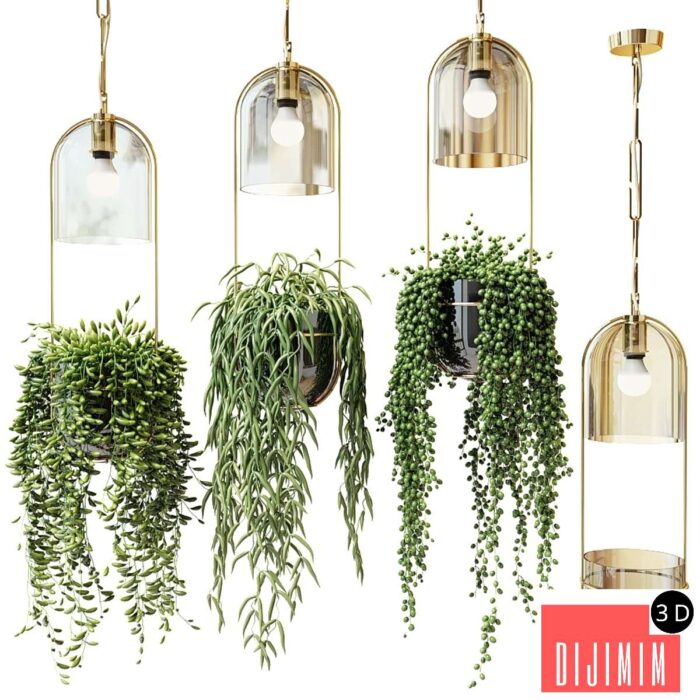 Ampel plants in hanging planters - Görsel 1
