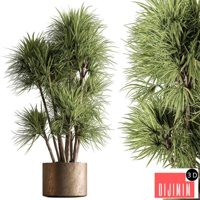 Indoor Plant 609 - Yuka Plants - Görsel 1