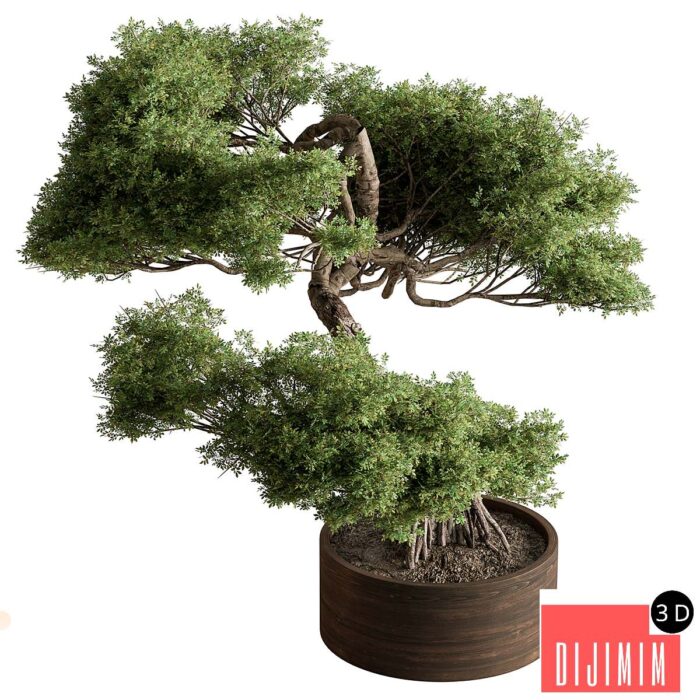 indoor Plant 626 - Bonsai Plant - Görsel 1