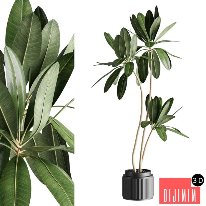 Ficus 001 - Görsel 1