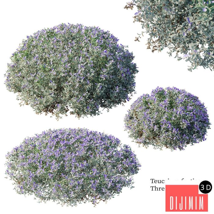 Teucrium fruticans - Görsel 1