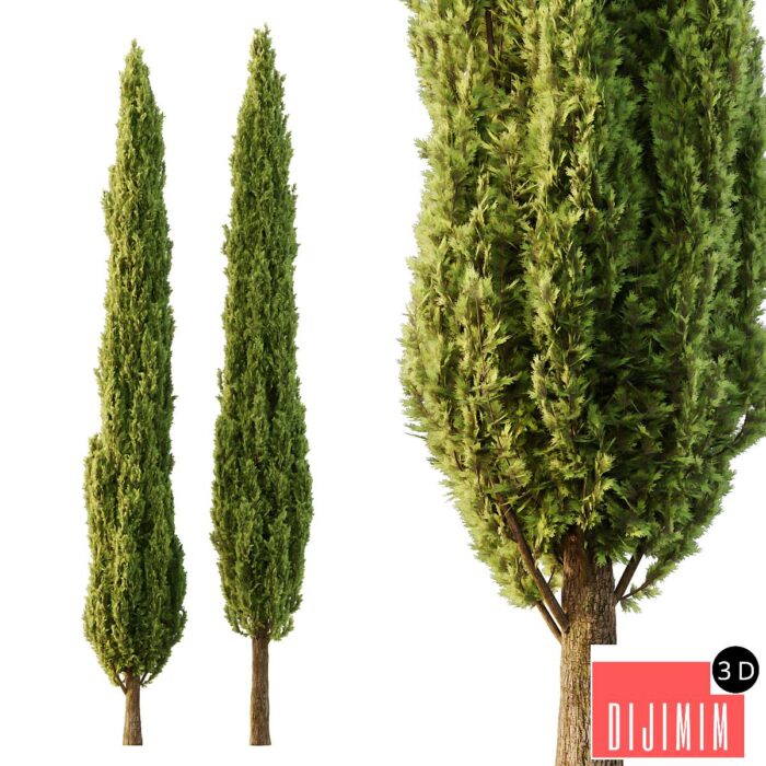 Italian Cypress Tree06 - Görsel 1