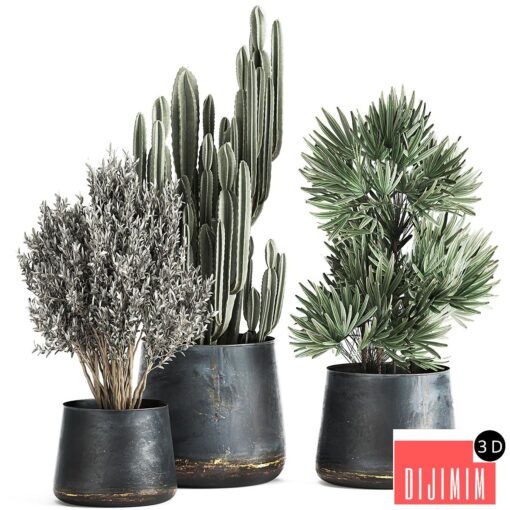 Collection of small plants in luxury pots with Cactus, palm, olive, tree, Rapeseed, Raphis, Cereus. Set 870.