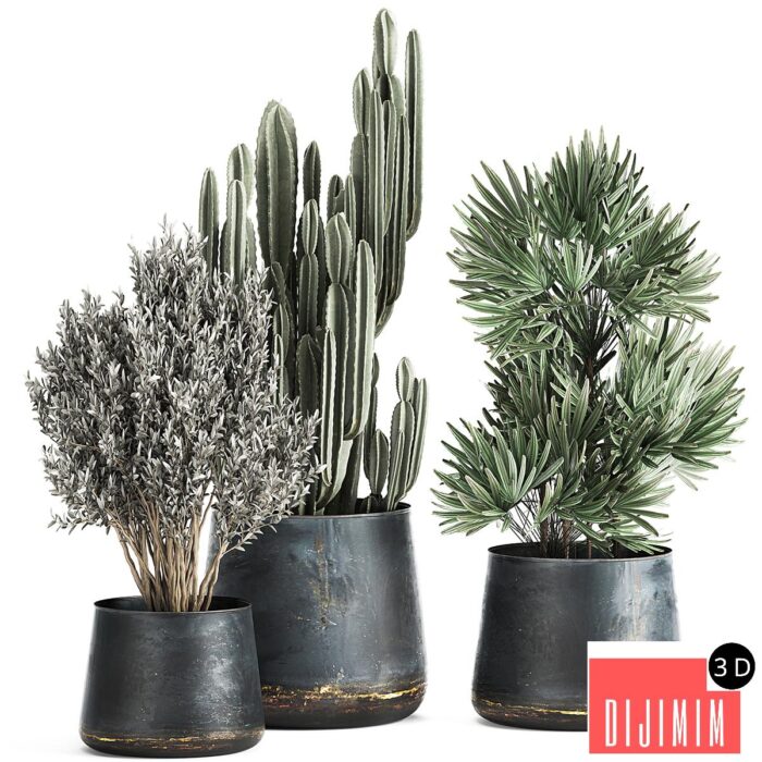 Collection of small plants in luxury pots with Cactus, palm, olive, tree, Rapeseed, Raphis, Cereus. Set 870. - Görsel 1