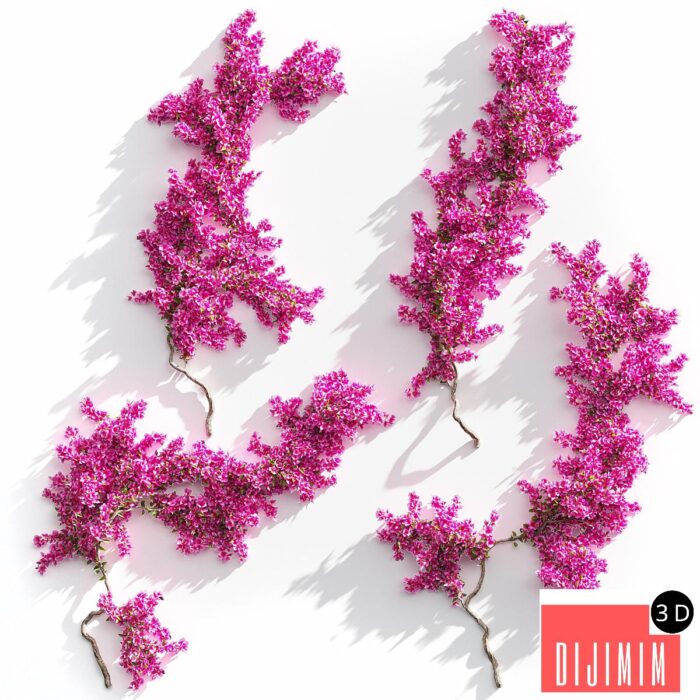 Bougainvillea for walls. 4 models - Görsel 1