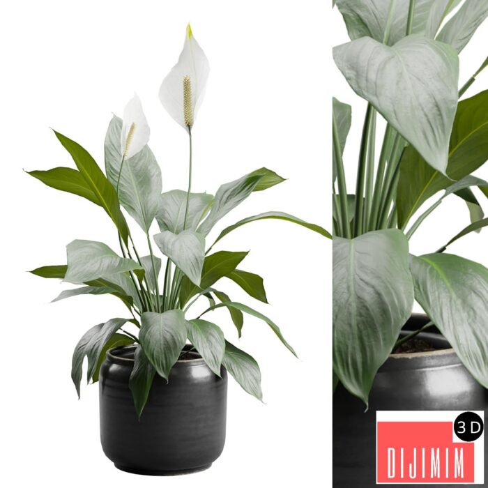 Peace Lily in Ceramic Dark Planter - Görsel 1