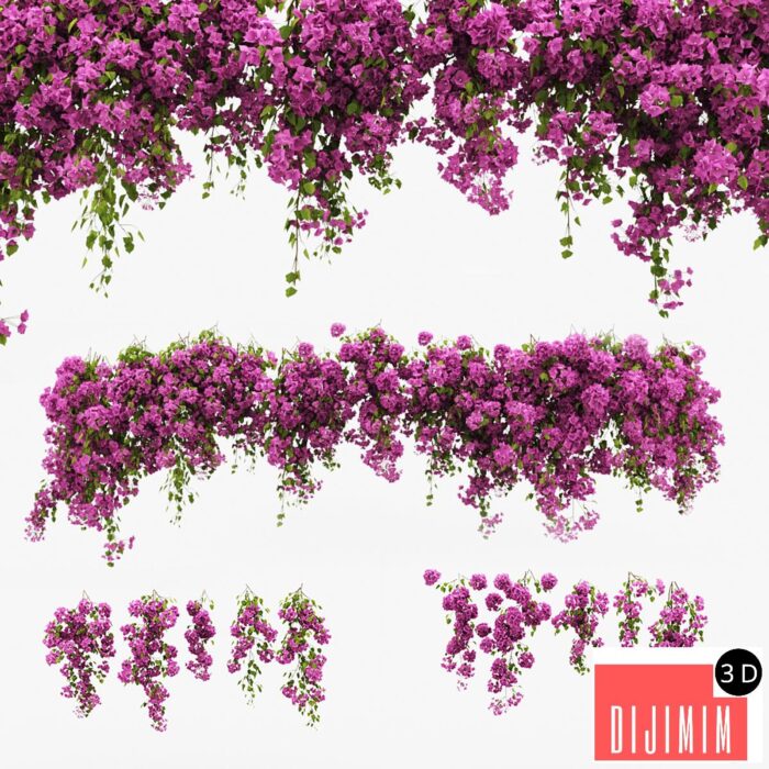 Bougainvillea climber - Görsel 1