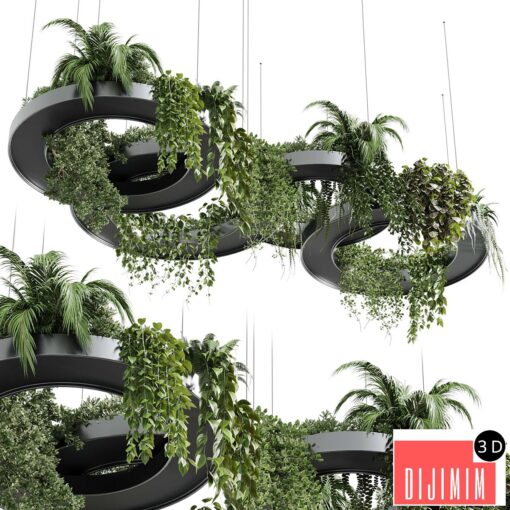 Hanging Plants - Indoor plants 309