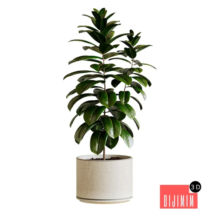 Ficus elastica plants TA 4 - Görsel 1