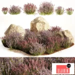 A set of lavender bushes for the garden and alpine slide, boulder, stone, catnip, sage, wild flowers. 1191