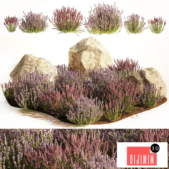 A set of lavender bushes for the garden and alpine slide, boulder, stone, catnip, sage, wild flowers. 1191 - Görsel 1
