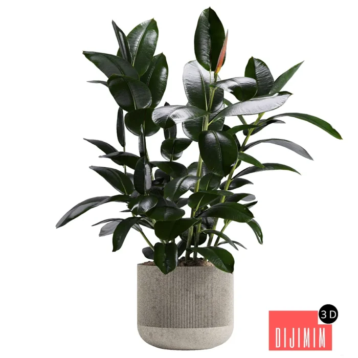 ficus plant - Görsel 1
