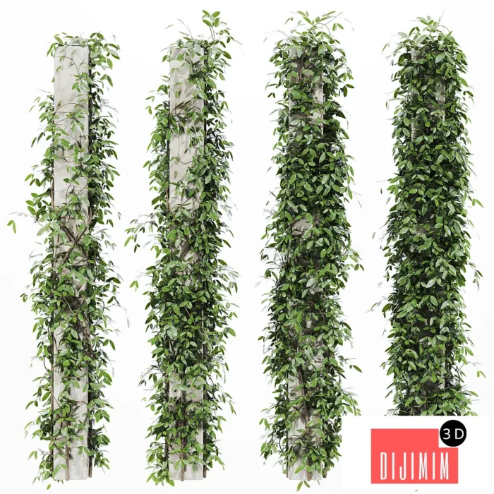 ivy Plants 23 - Görsel 1