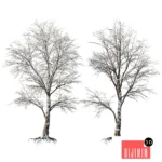 AV Plants Angel Oak Live Tree Spanish Moss Winter Snow Tree