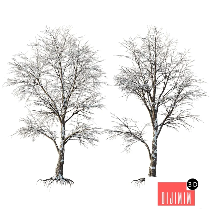 AV Plants Angel Oak Live Tree Spanish Moss Winter Snow Tree - Görsel 1