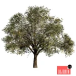 Oak tree_1