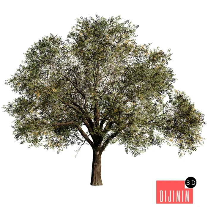 Oak tree_1 - Görsel 1